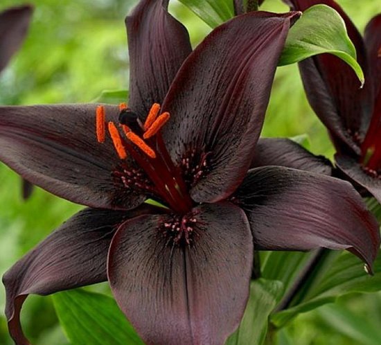 bloom of Lily (Lilium 'Arvandrud ...