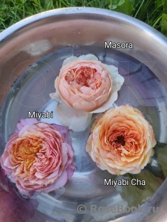 Мияби ( Miyabi )