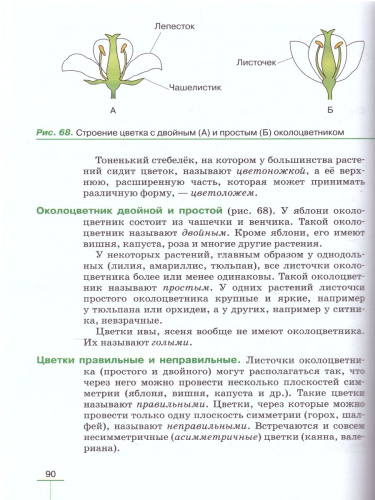 Теории происхождения цветка. Общая морфология цветка.