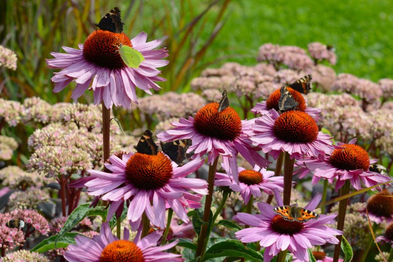 Echinacea purpurea 'Magnus' - Shoot