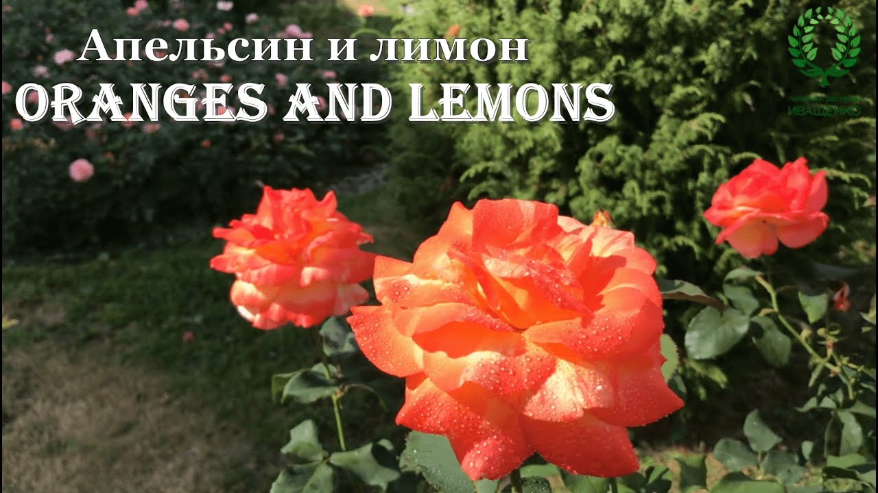 Розы Флорибунда - «Роза флорибунда Oranges and Lemons ...