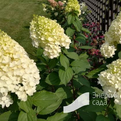 🌱 Саженцы Гортензии Геркулес (Hydrangea paniculata Hercules)