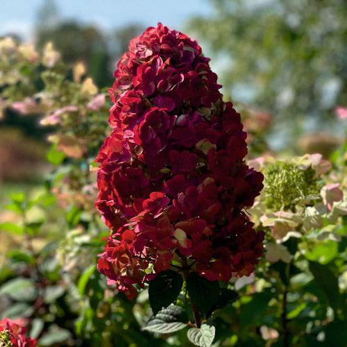 Гортензия Бэби Лейс | Купить саженцы Hydrangea paniculata ...