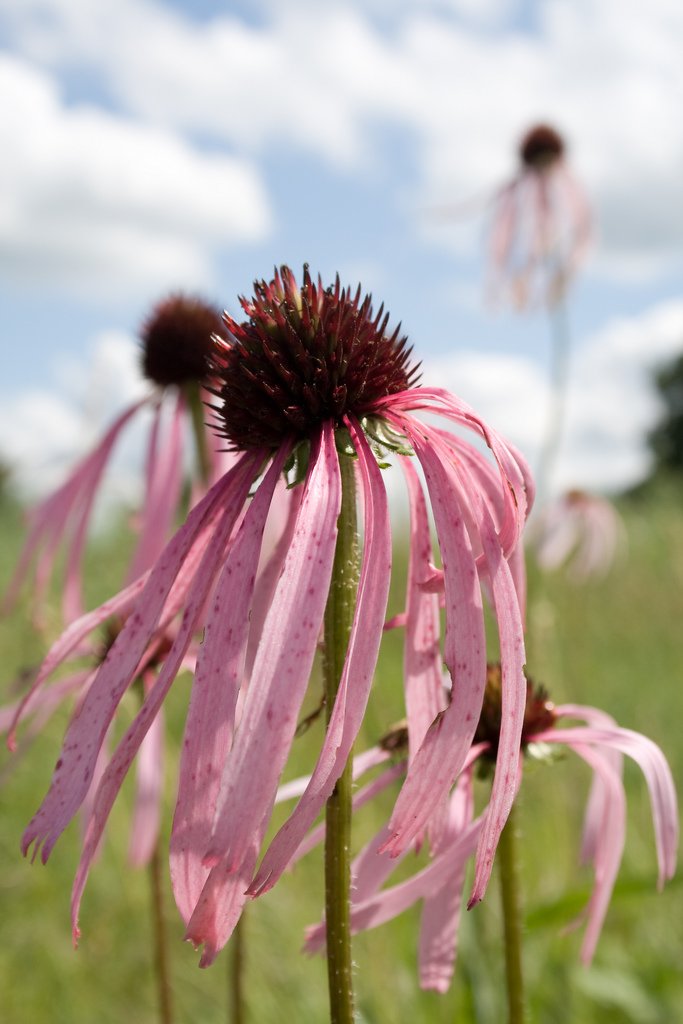 Эхинацея пурпурная Echinacea purpurea ...