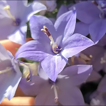 Кампанула (Campanula) — Интернет-магазин — Мбукет