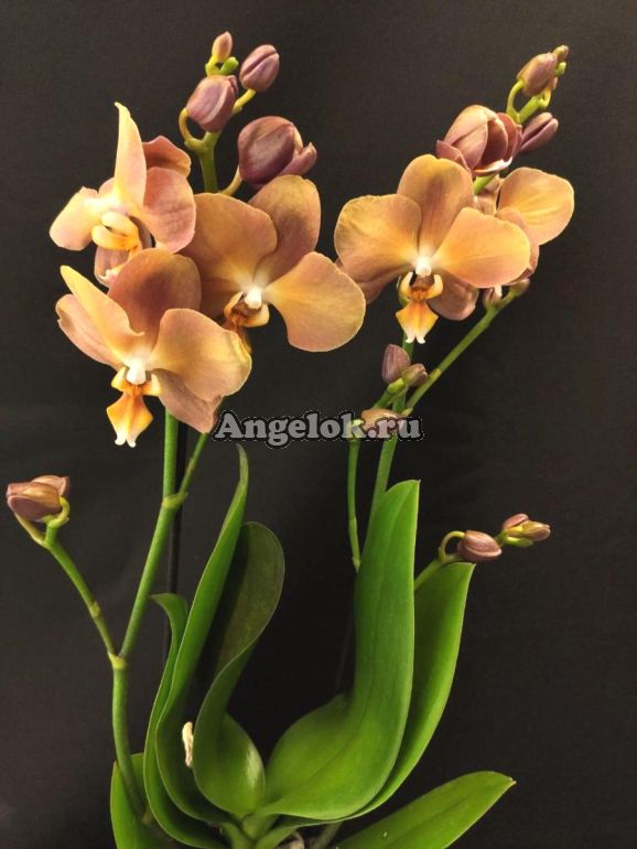 Заказать Phalaenopsis PH 279/1 Brion peloric в Москве или ...