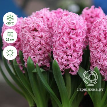 Hyacinthus Гиацинт восточный 'Фондант' — Растения Оптовая ...