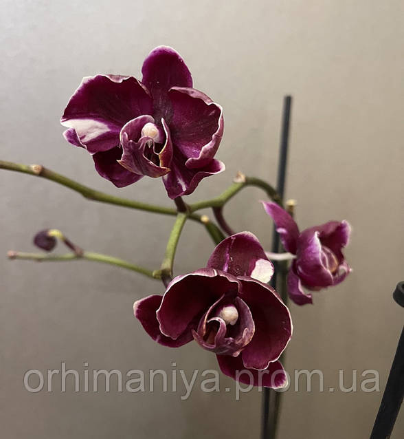 Орхидея Фаленопсис Каменная Роза (Phalaenopsis Stone Rose ...