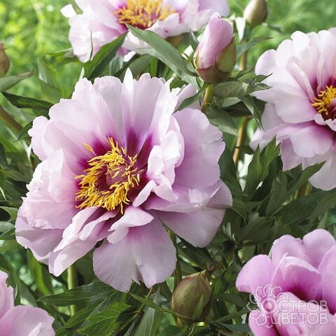 Paeonia Itoh-hybrid Cora Louise ...