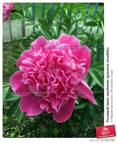 Розовый пион амабилис (paeonia amabilis ...