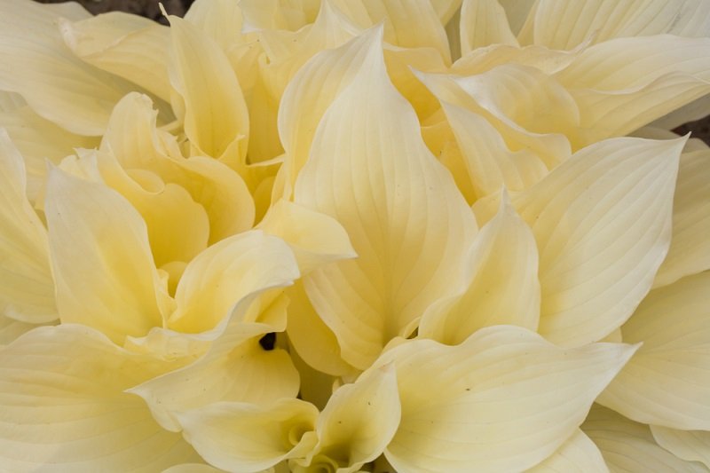 Hosta 'White Feather' - Ship