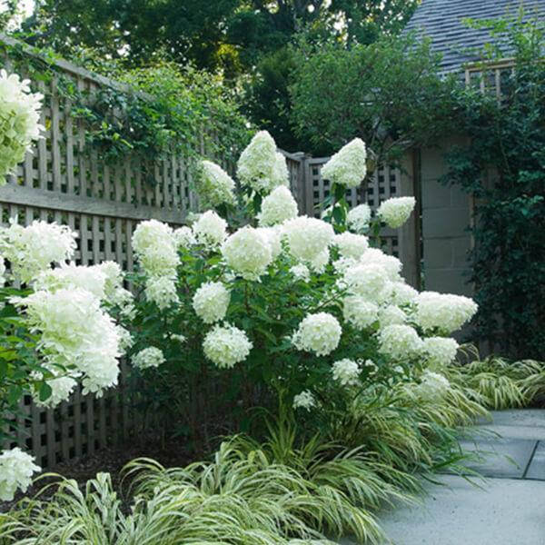 Hydrangea paniculata `Polar Bear ...