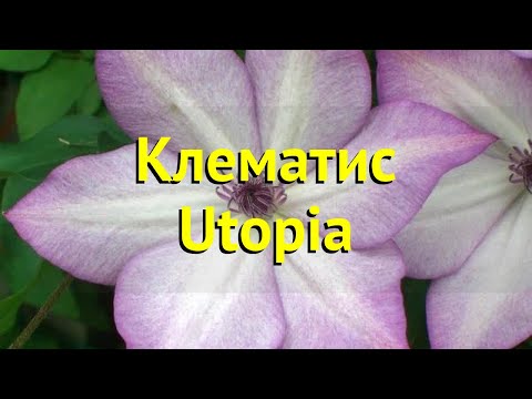 Клематис Утопия (Clematis Utopia) - описание сорта, фото ...