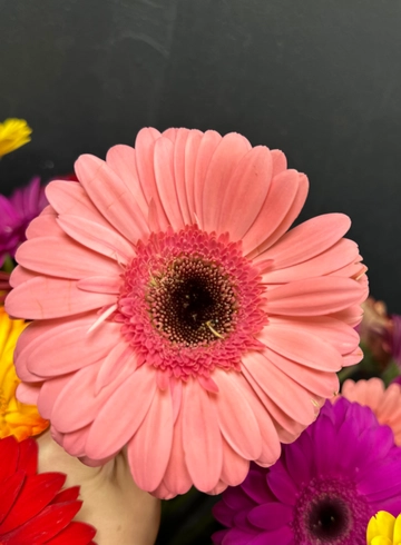 Revolution™ Deep Pink with Light Eye Gerbera