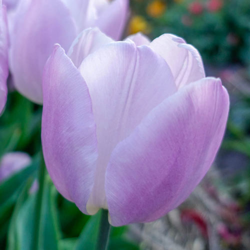 Fliederfarbene Tulpe | Tulipa Candy Prince