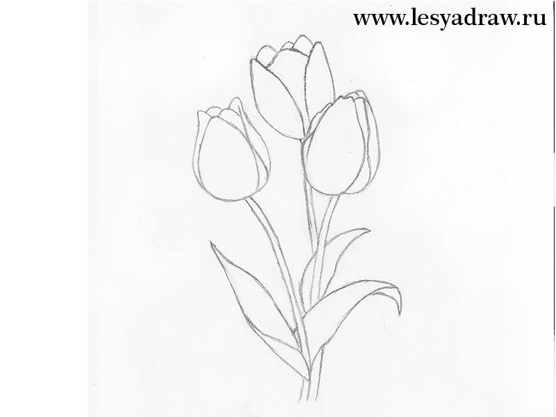 Как нарисовать тюльпан карандашами | How to draw a tulip ...