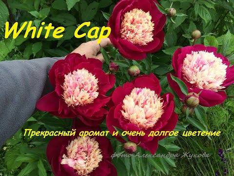 Пион Уайт Кэп (White Cap): характеристики, фото, посадка и ...