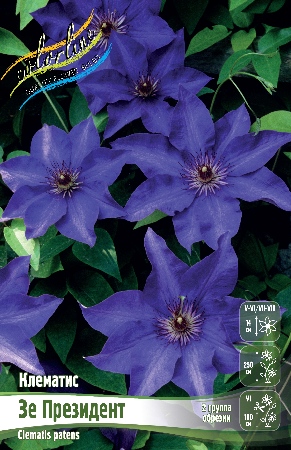 Clematis Lanuginosa 'william Kennet' #1 ...