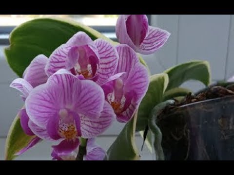 Орхидея Phalaenopsis Sogo Lawrence (еще не цвел)