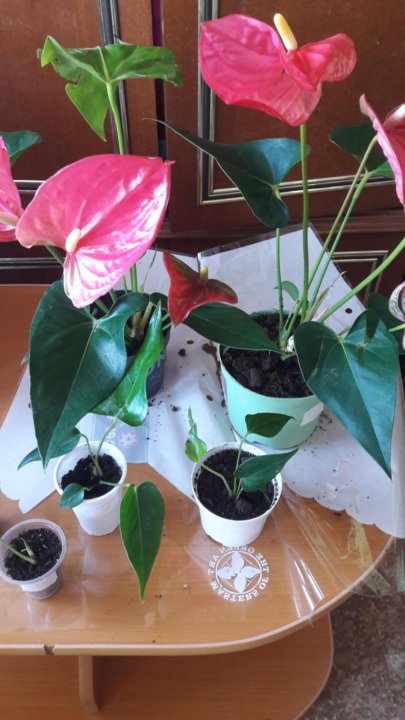 8″ Anthurium Maine Pink (CA) – Tri State Foliage In-House ...