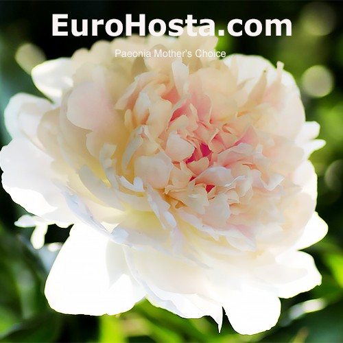 Paeonia - Peony Mother's Choice ...