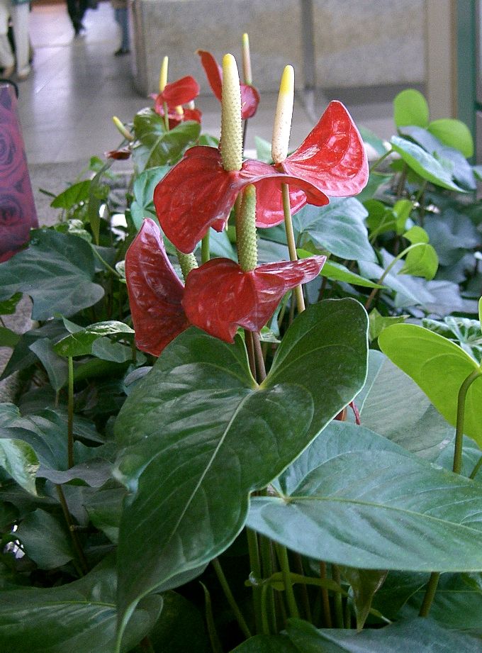 Антуриум (лат. Anthurium), d 12 |