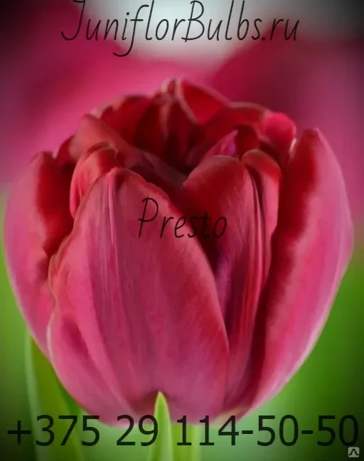 Tulipa Presto | Visions Pictures