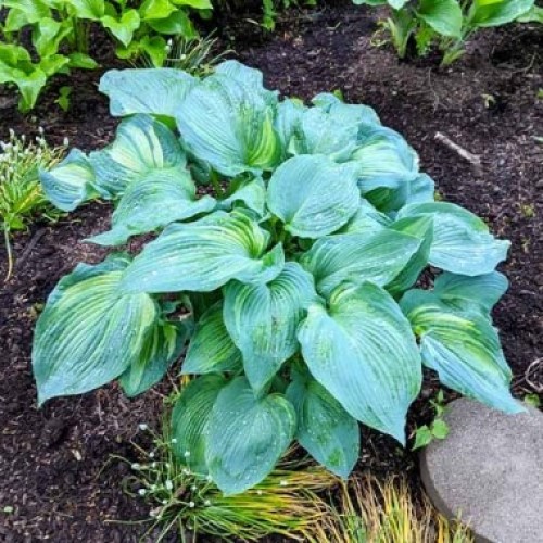 Hosta Guardian Angel ...