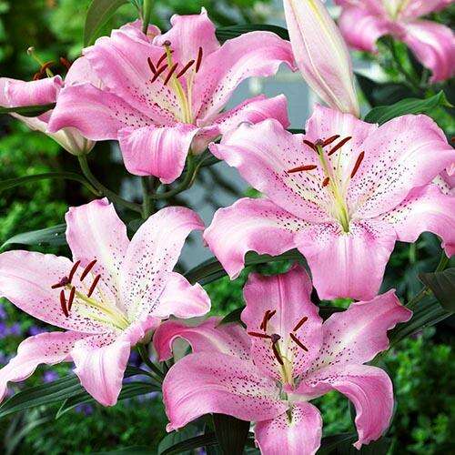 Lily Josephine has beautiful pink flower color, sweet fragrant.