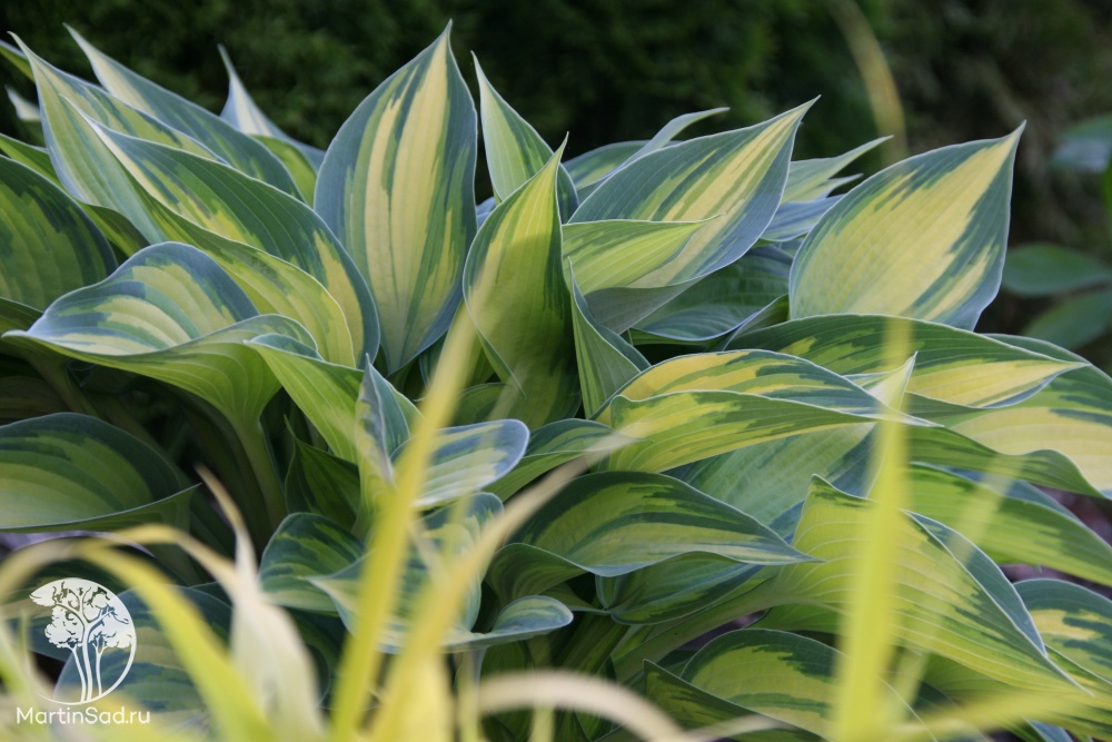 Хоста June 1 рік, Хоста Джун, Hosta June: продажа, цена в ...