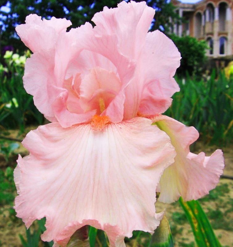 Pink Iris | Iris sibirica 'Pink Parfait' | Pink Parfait ...