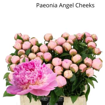 Пион (Paeonia) «Angel Cheeks» - «Feel Green»