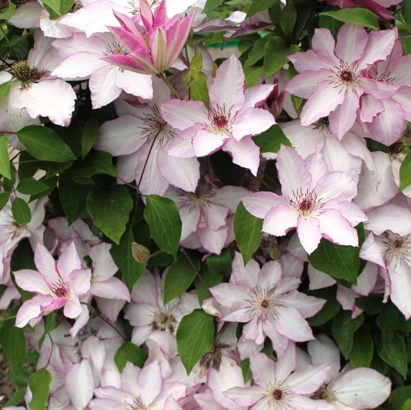 Clematis Omoshiro (Клематис Омоширо) | Растения за градината