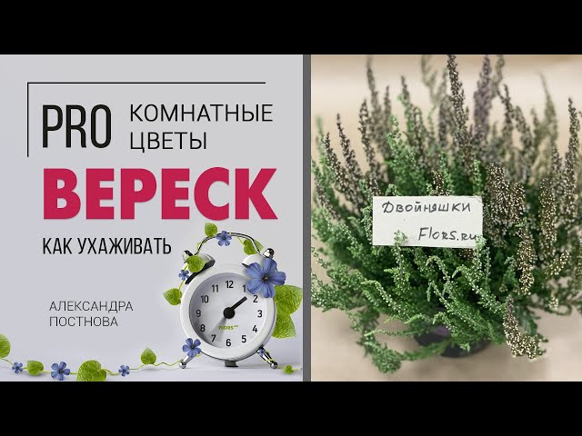 Вереск обыкновенный 