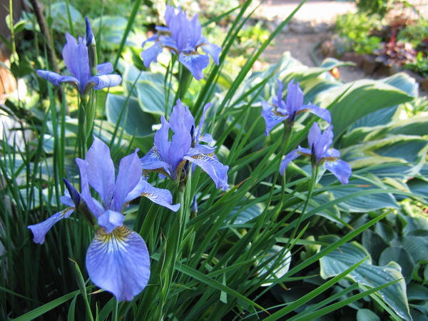 Imperial Opal) (Iris sibirica ...