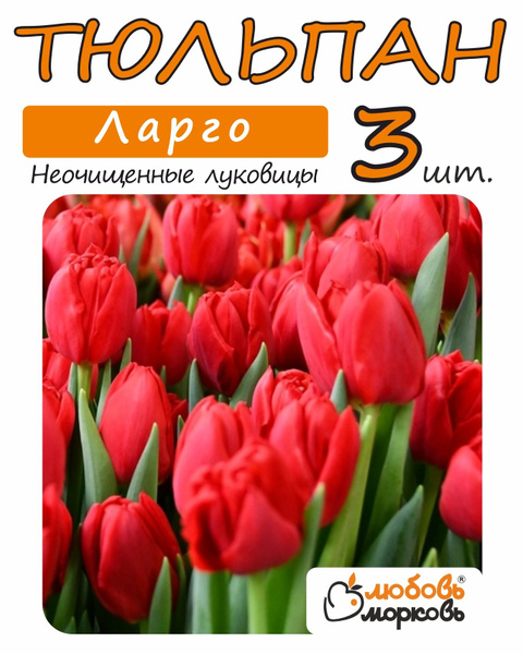 Тюльпан махровый оранжевый Queensday (Квинсдей), срез опт ...