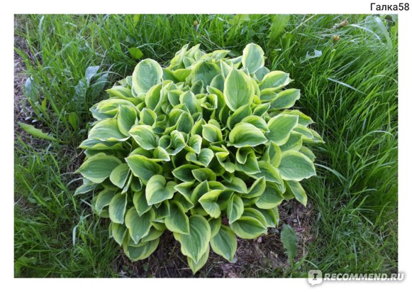 Hosta 'Snow Cap' Funkia