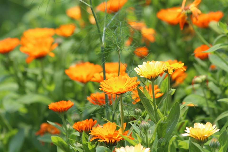 Цветущая календула, или ноготки (лат. Calendula officinalis ...