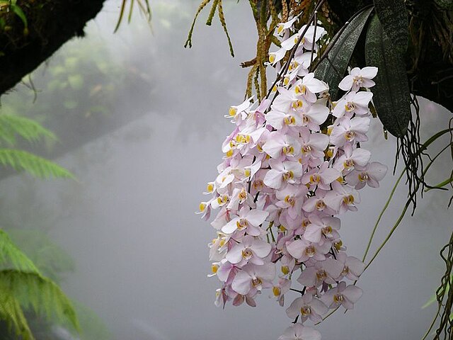 Уход за орхидеей Phalaenopsis aphrodite