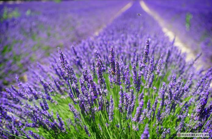 Lavandula angustifolia ...