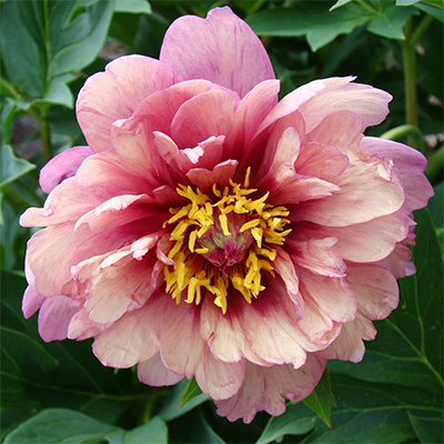 Tips for Peony Planting and Care ...