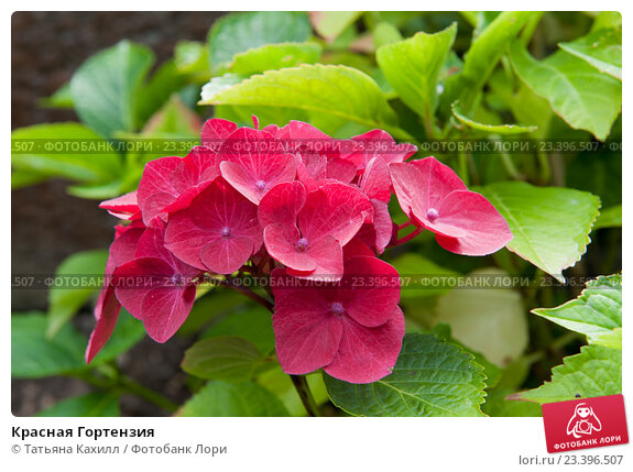 Endless Summer (Hydrangea Endless ...