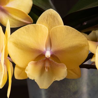 Орхидея Phalaenopsis Afra (отцвел ...