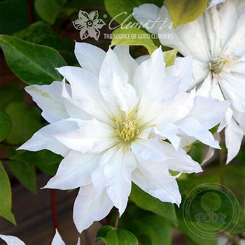 Clematis 'Beauty of Worcester' (LL) — Растения Оптовая FlorAccess