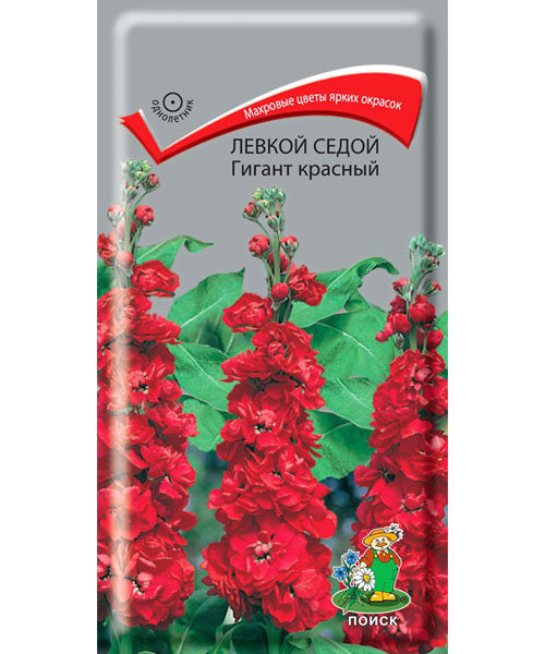 Левкой седой (Matthiola incana)