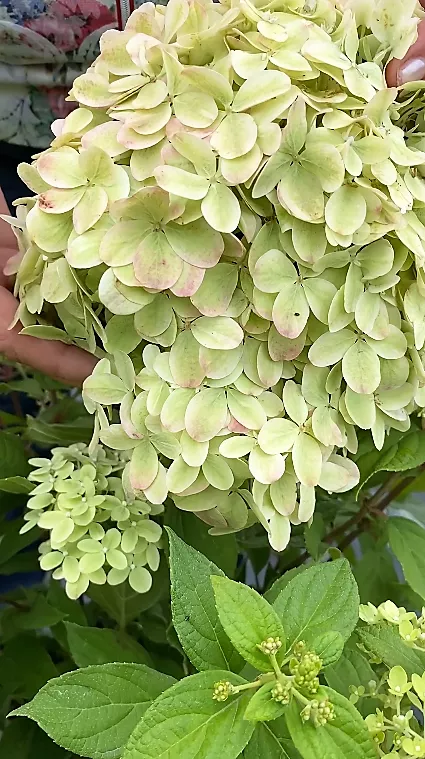 Гортензия метельчатая Литтл Пассион (Hydrangea ...