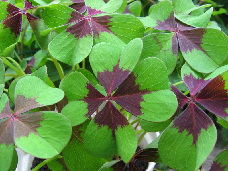 Oxalis vulcanicola) Plum Crazy ...