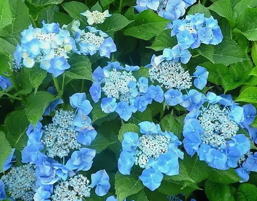 Саженцы Гортензия крупнолистная Спайк (Hydrangea macrophylla ...