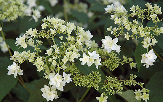 Гортензия древовидная Хайес Старберст (Hydrangea arborescens ...