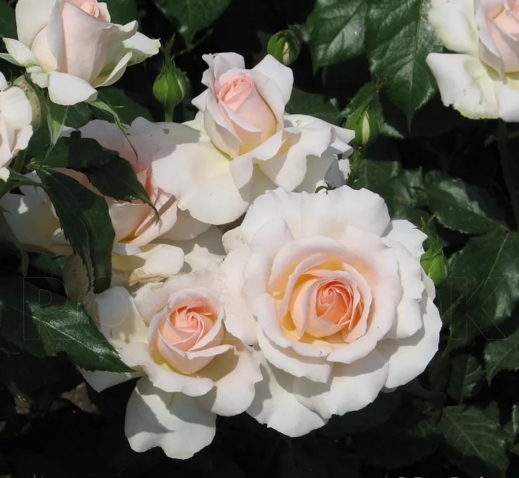 Chandos Beauty® | Roses' Name